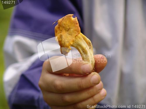 Image of Mushroom chanterelle