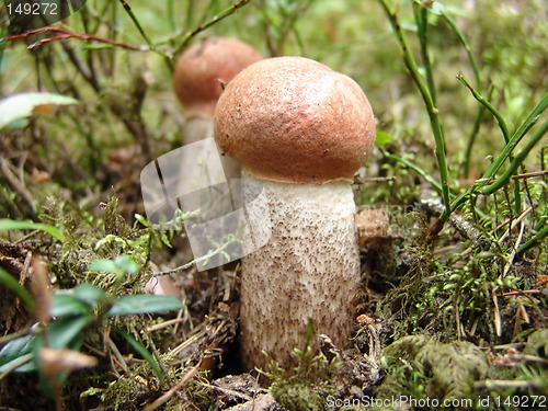 Image of Mushrooms