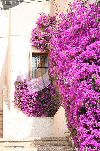 Image of Lilac bougainvillea