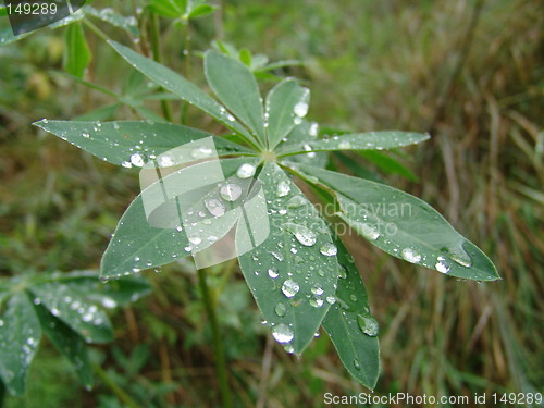 Image of Dew