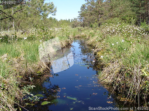 Image of Wetland