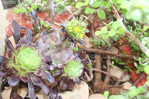 Image of Sedum