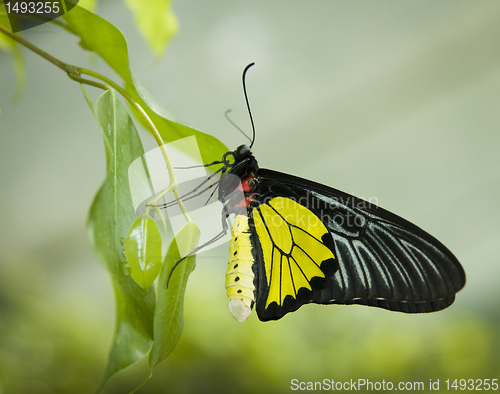 Image of Butterfly black&yellow