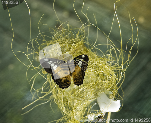 Image of butterfly on hay ball