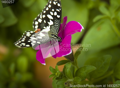 Image of Heliconius charithonius