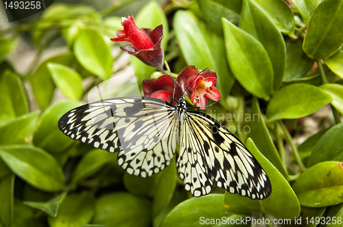 Image of Butterfly zebra