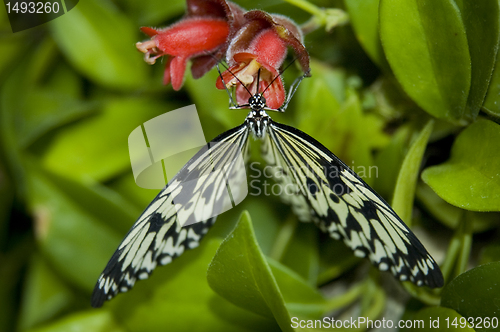 Image of Butterfly V