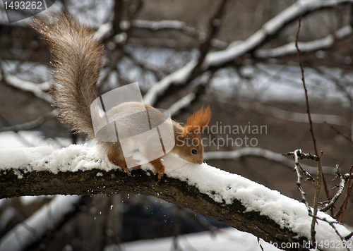 Image of Squirrel european