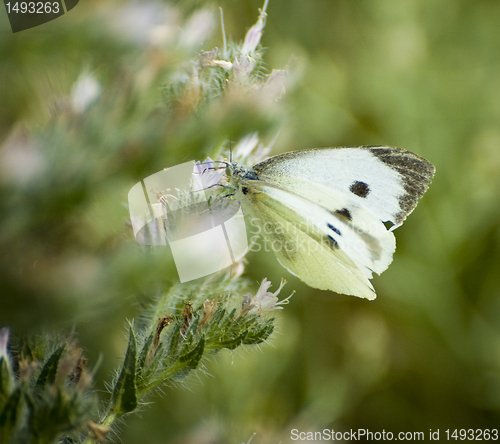 Image of Pieris