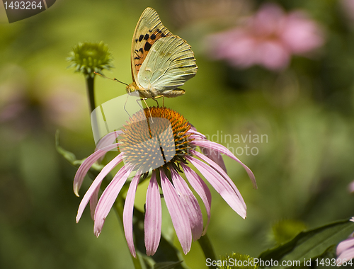 Image of On flower