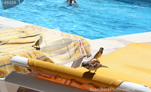 Image of Sun-bathing birds