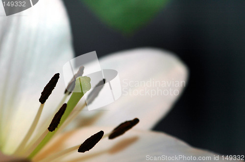 Image of White lilly