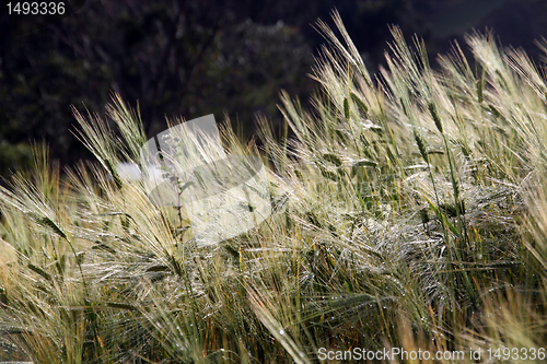 Image of Wheat