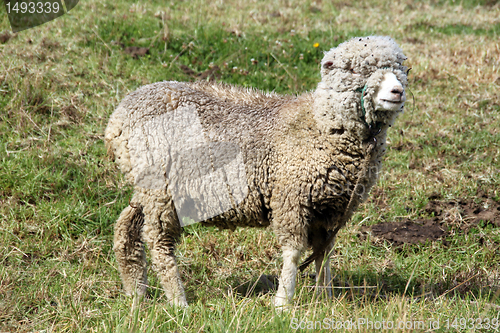 Image of Merino sheep