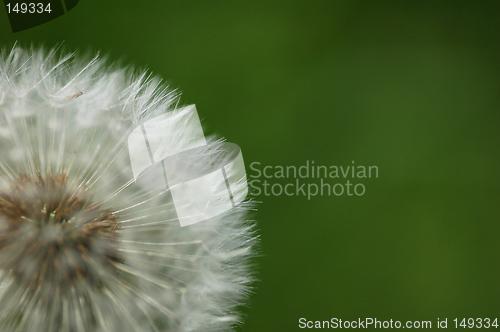 Image of Dandelion