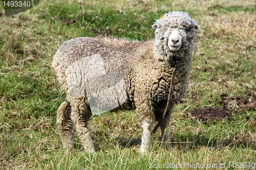 Image of Merino