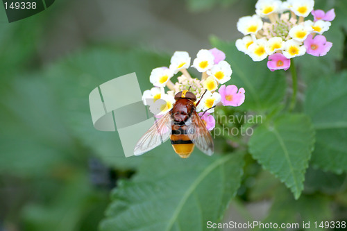 Image of Bee on flower