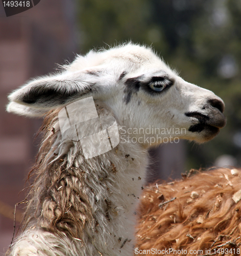 Image of Llama