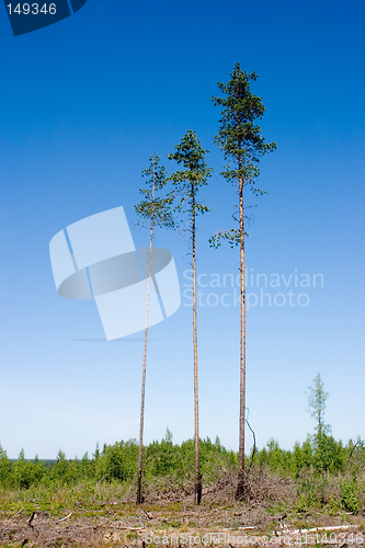 Image of Three pines