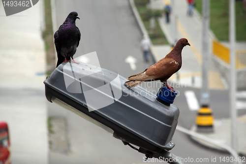 Image of Dove and pigeon