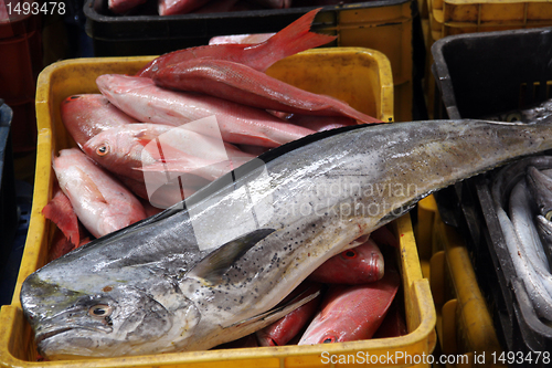 Image of Fish