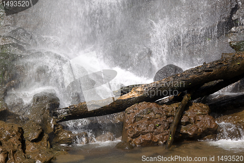 Image of Waterfall and tree