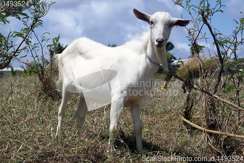 Image of White goat