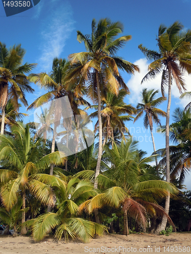 Image of Palm trees