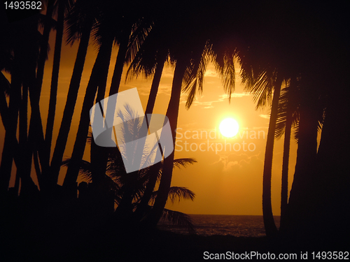 Image of Palm trees and sunset