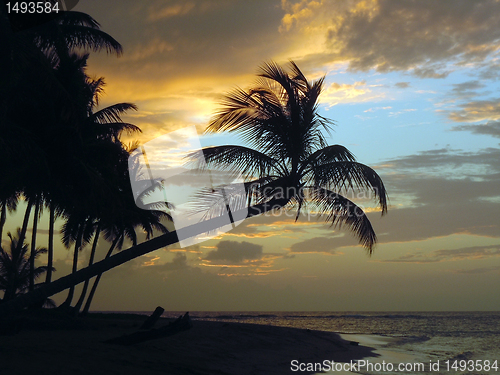 Image of Palm trees and sunset