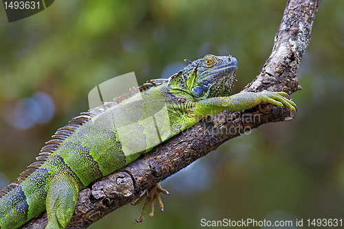 Image of Green Iguana