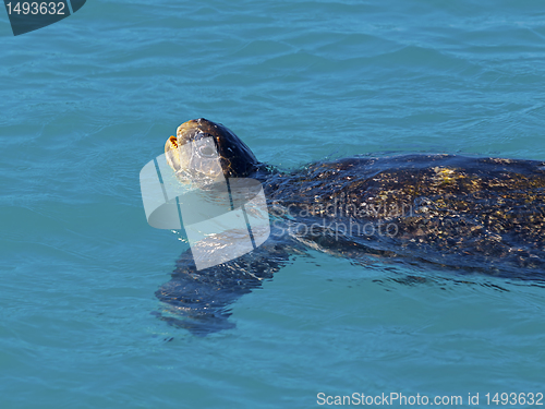 Image of Green sea turtle