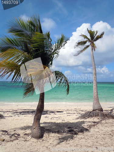 Image of Palm trees