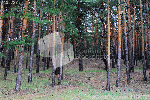 Image of coniferous forest