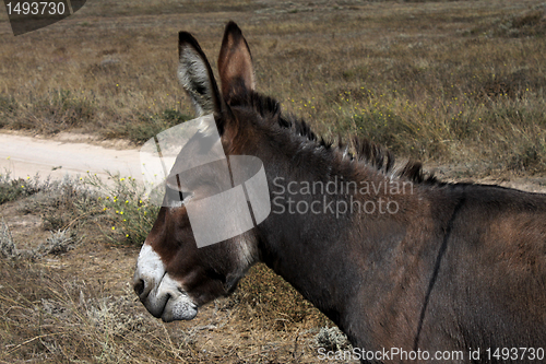 Image of donkey