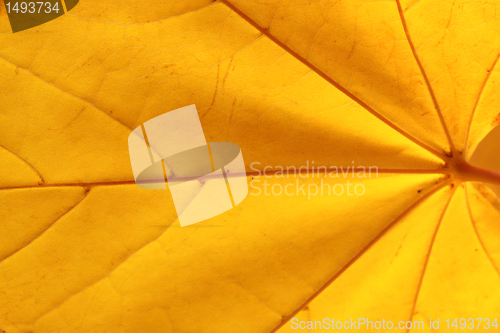 Image of maple leaf