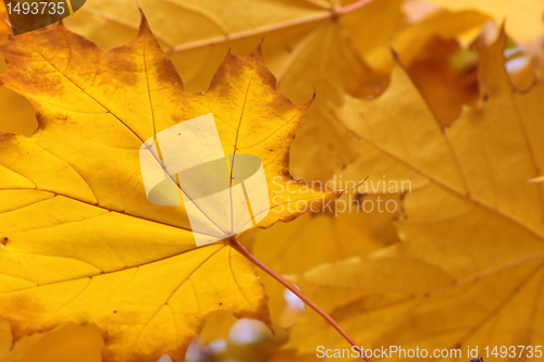 Image of yellow maple leaves