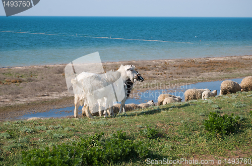 Image of goats and sheep pasturing in the field 