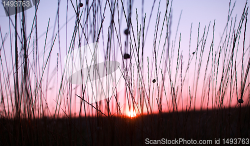 Image of sunset shining through the blades of grass