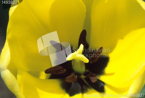 Image of Tulip macro