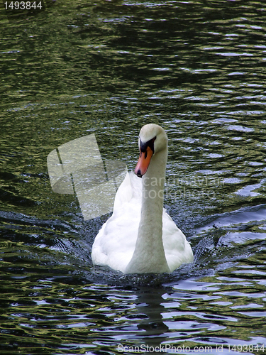 Image of Swan