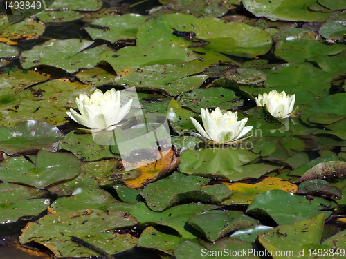 Image of Beautiful Waterlily on pound in park