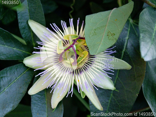 Image of Passion Flower