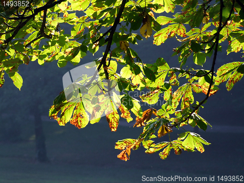 Image of Branch of tree