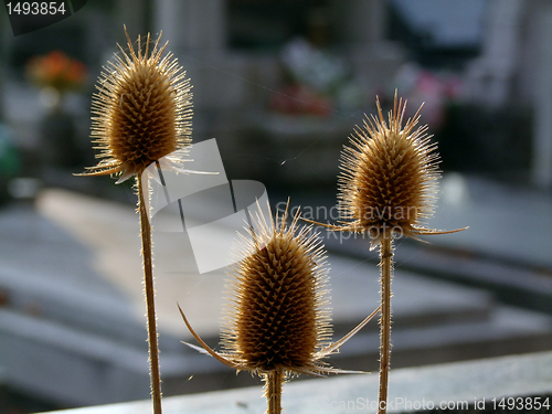 Image of Thistle or bur
