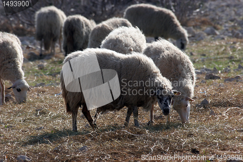 Image of Sheeps