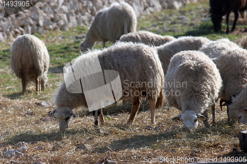 Image of Sheeps