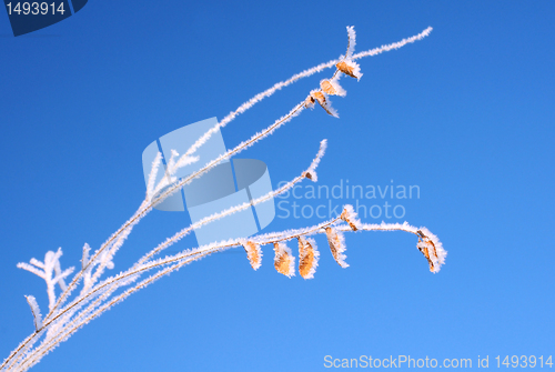 Image of Frozen Twig