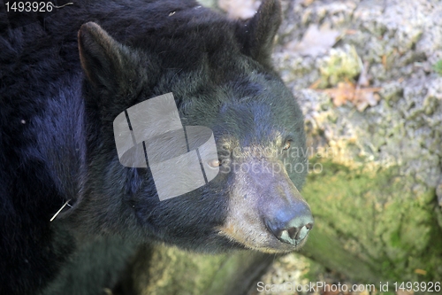 Image of Bear