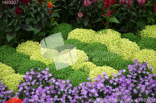 Image of flowers in garden